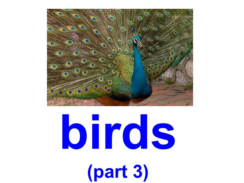 birds (part 3)